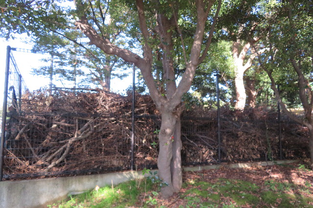 ファイル 6753-2.jpg