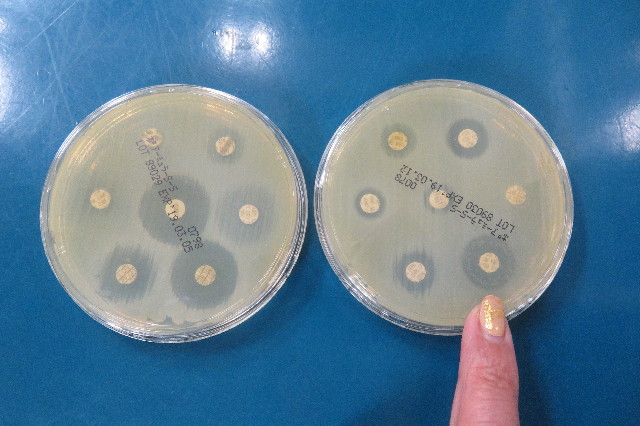 ファイル 6764-1.jpg