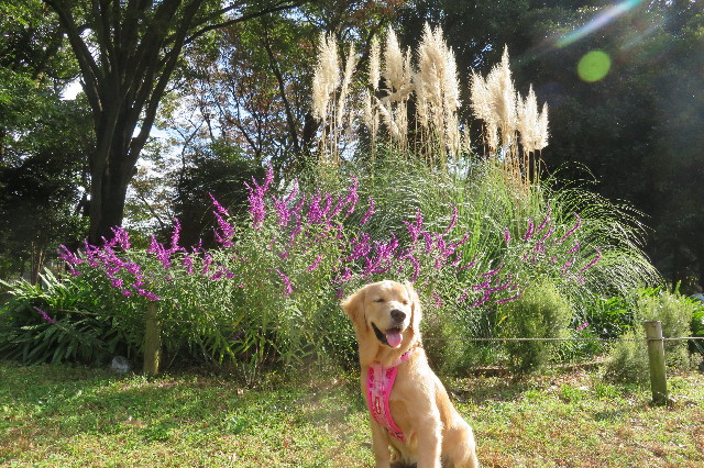 ファイル 6766-5.jpg