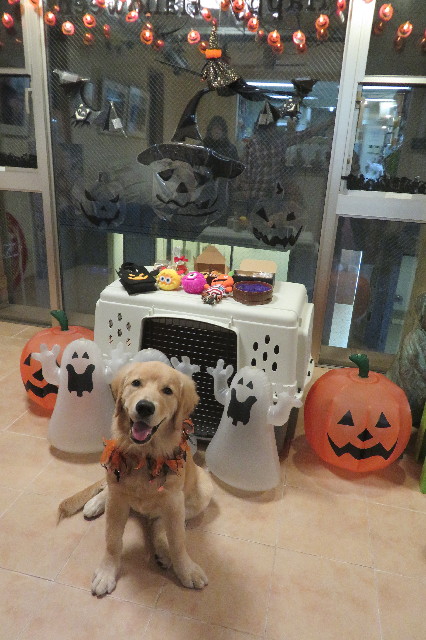 ファイル 6769-1.jpg