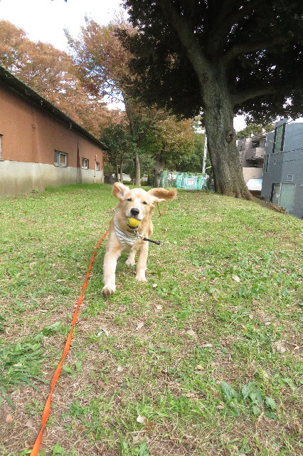 ファイル 6780-1.jpg