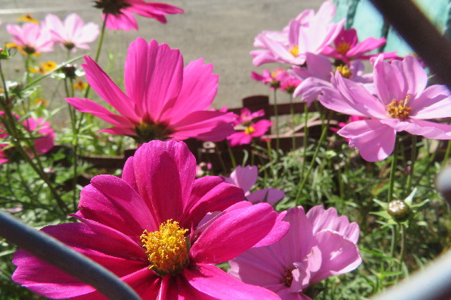 ファイル 6783-3.jpg