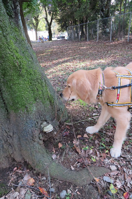 ファイル 6796-3.jpg