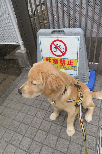 ファイル 6798-1.jpg