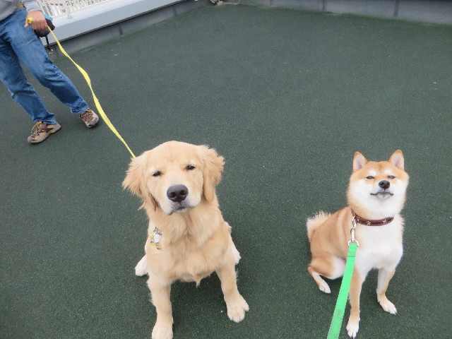 ファイル 6799-1.jpg