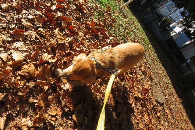 ファイル 6818-3.jpg