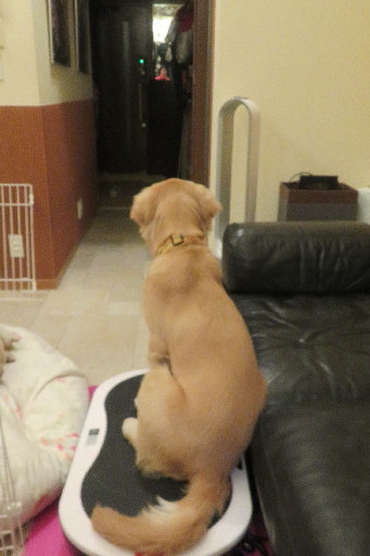 ファイル 6823-3.jpg