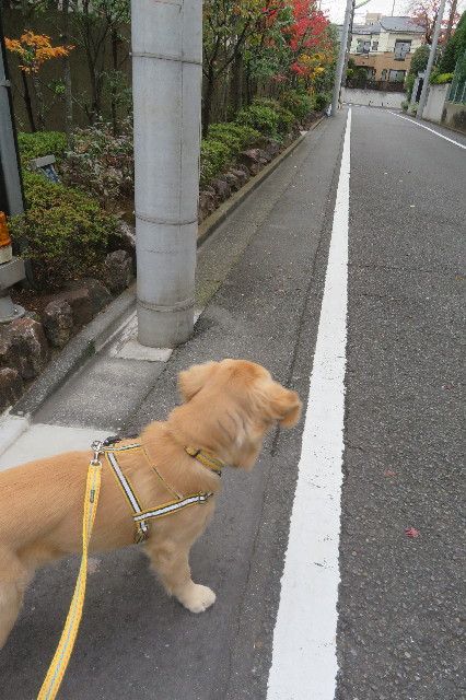 ファイル 6828-5.jpg