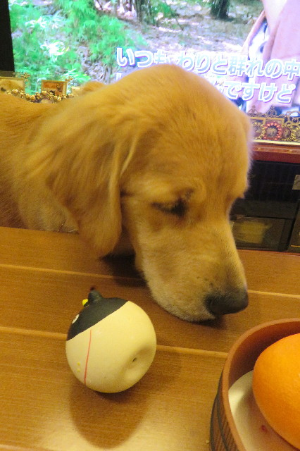 ファイル 6865-1.jpg