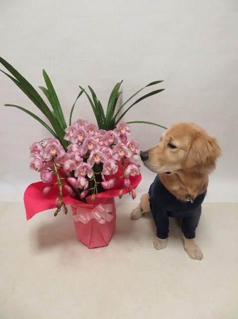 ファイル 6881-2.jpg