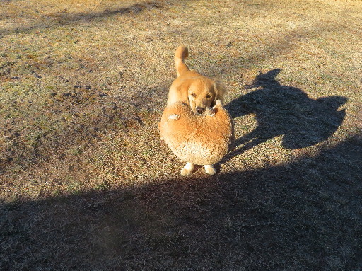 ファイル 6895-3.jpg