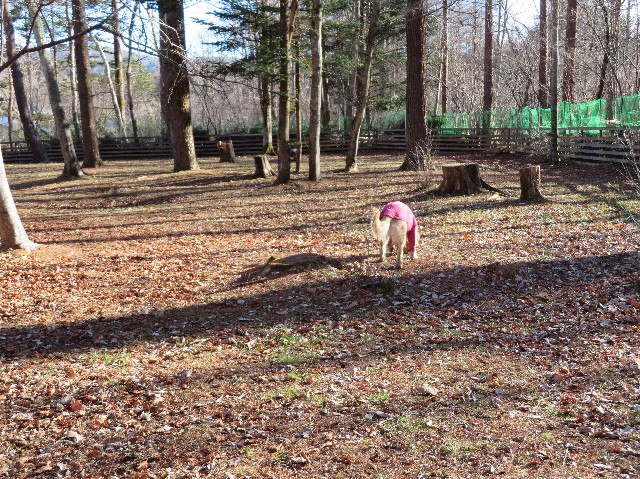 ファイル 6898-2.jpg