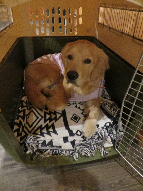 ファイル 6898-5.jpg