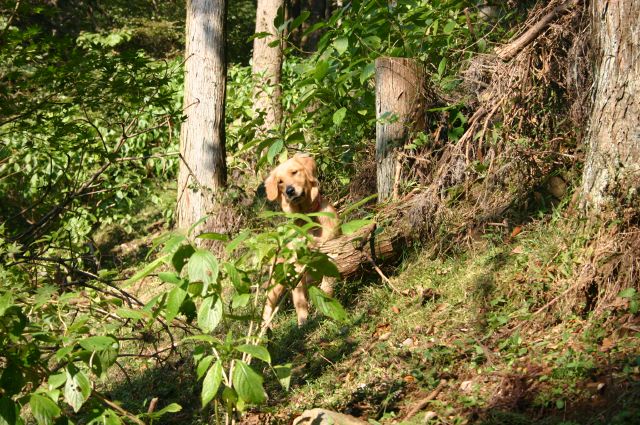 ファイル 69-1.jpg