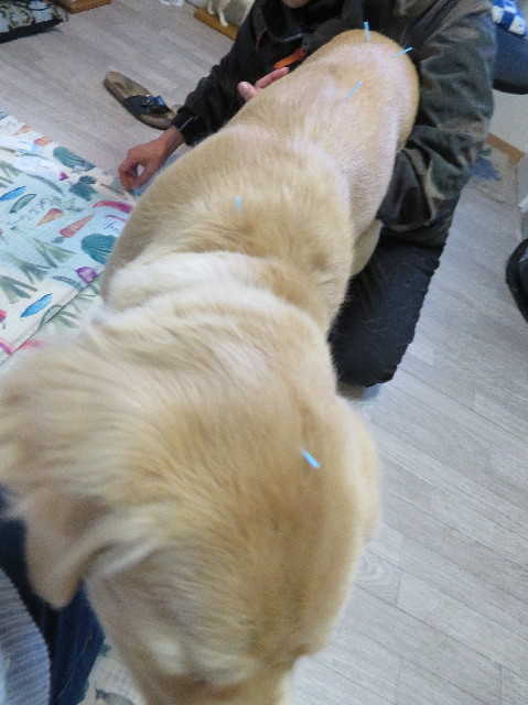 ファイル 6910-1.jpg