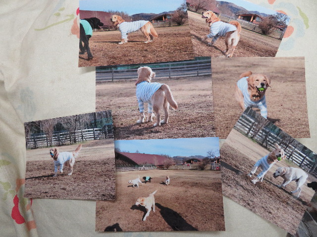 ファイル 6915-2.jpg