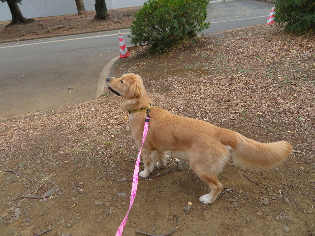 ファイル 6929-5.jpg