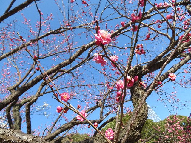 ファイル 6933-3.jpg