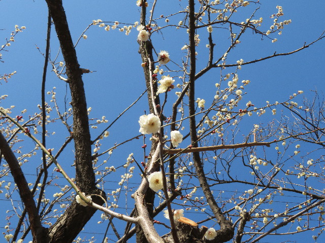 ファイル 6933-4.jpg