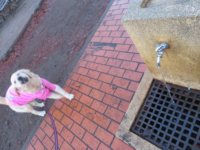 ファイル 6945-3.jpg