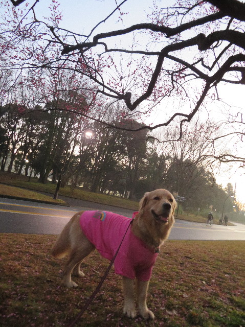 ファイル 6945-4.jpg