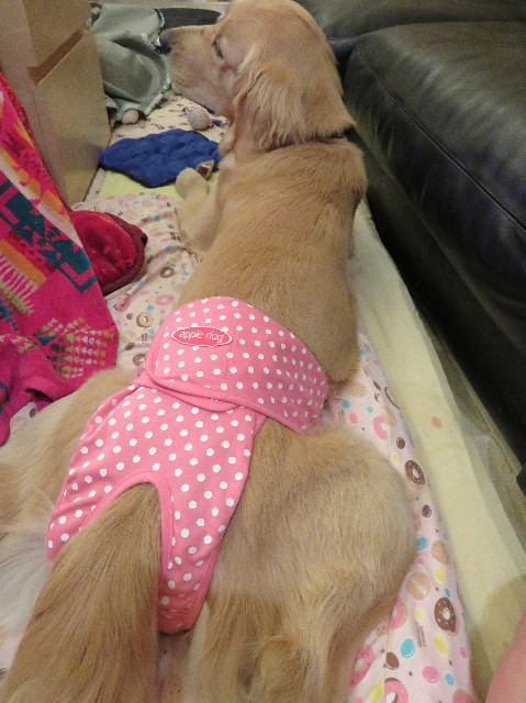 ファイル 6946-1.jpg