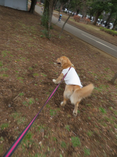 ファイル 6950-2.jpg