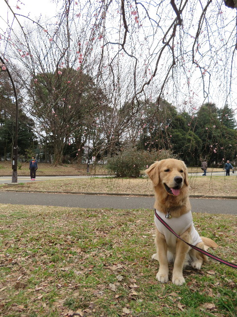 ファイル 6950-5.jpg