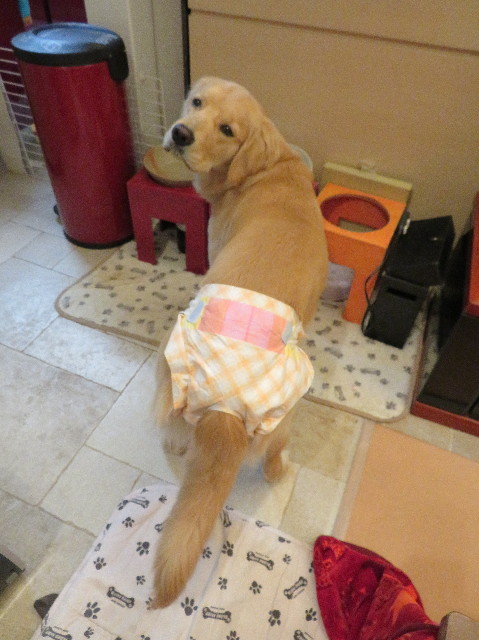 ファイル 6954-1.jpg