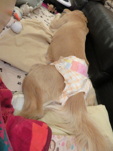 ファイル 6954-2.jpg