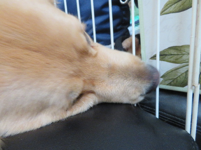 ファイル 6959-1.jpg