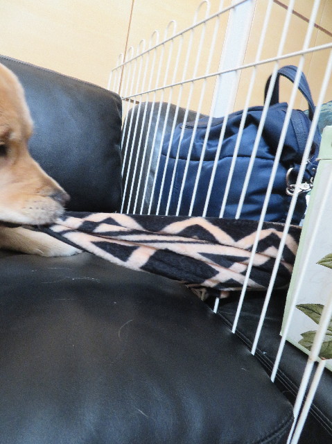 ファイル 6959-4.jpg