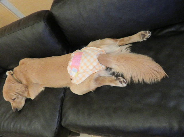 ファイル 6964-1.jpg