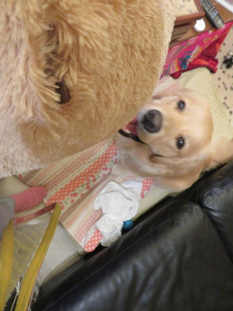 ファイル 6967-1.jpg