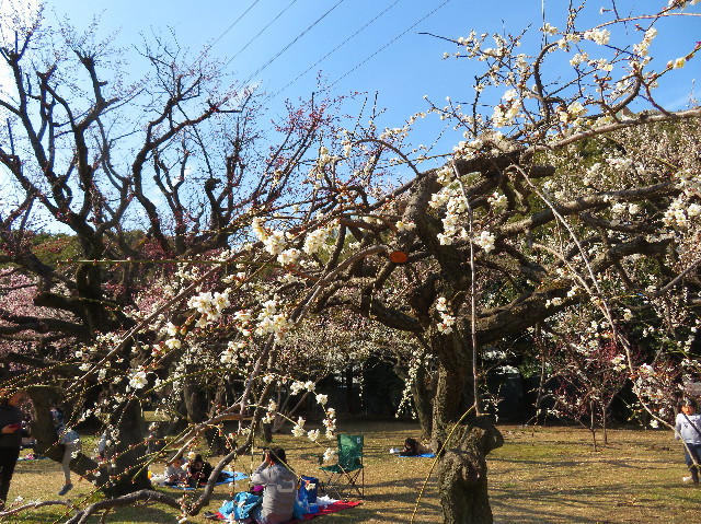 ファイル 6970-1.jpg