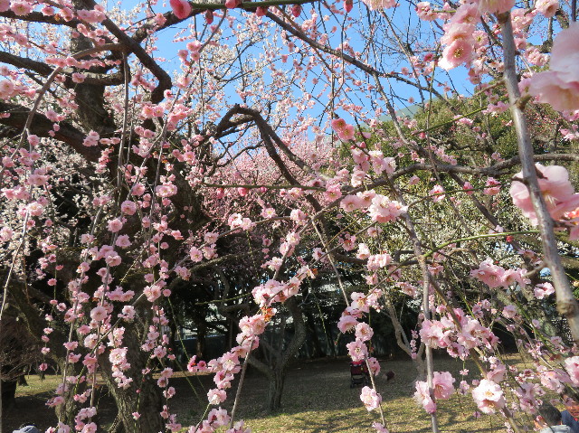 ファイル 6970-5.jpg