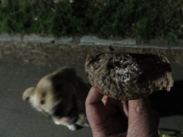 ファイル 6972-1.jpg