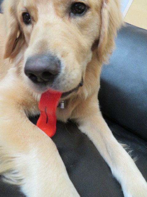 ファイル 6972-5.jpg