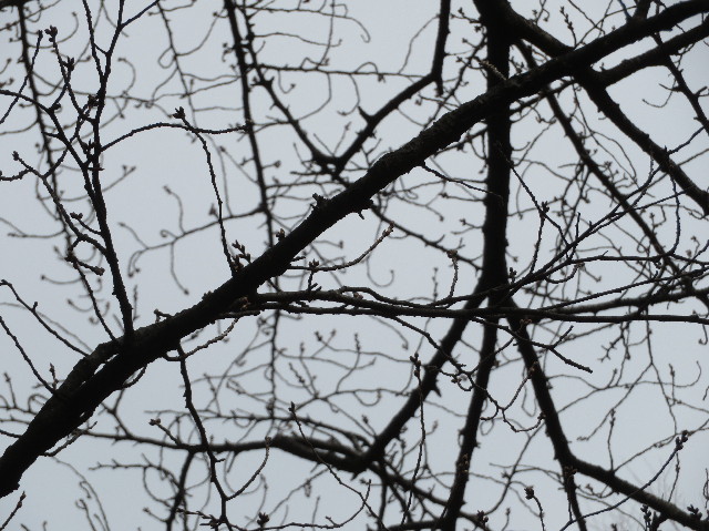 ファイル 6990-2.jpg