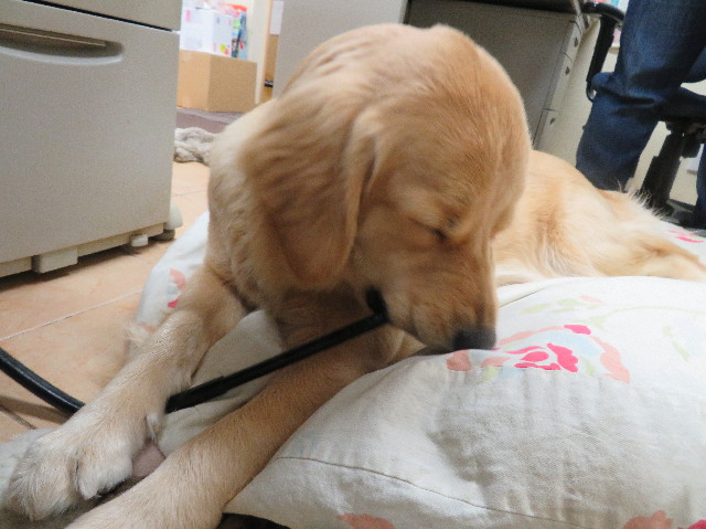 ファイル 6991-5.jpg