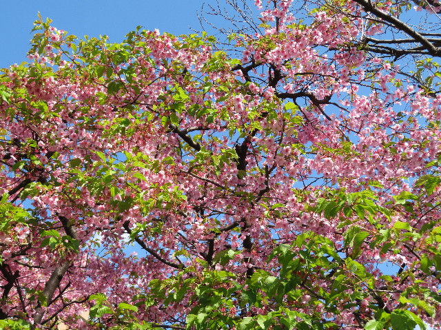 ファイル 7001-1.jpg