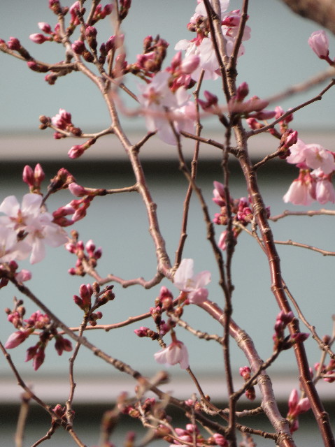 ファイル 7001-5.jpg