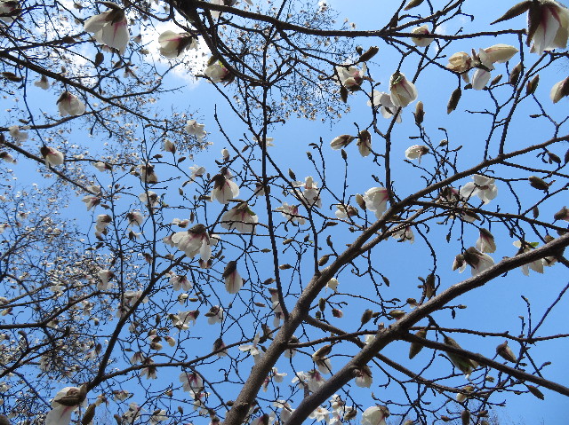 ファイル 7011-4.jpg