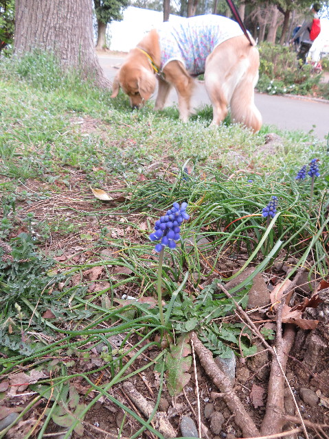 ファイル 7017-3.jpg