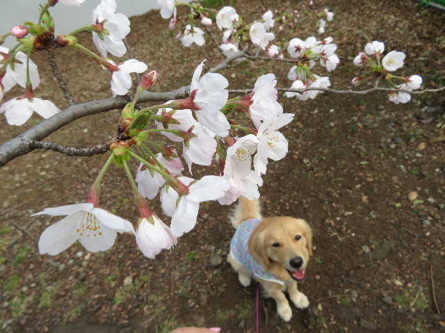 ファイル 7018-1.jpg