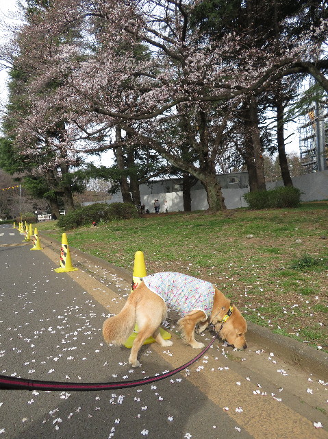 ファイル 7024-1.jpg