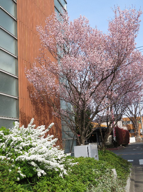 ファイル 7025-1.jpg