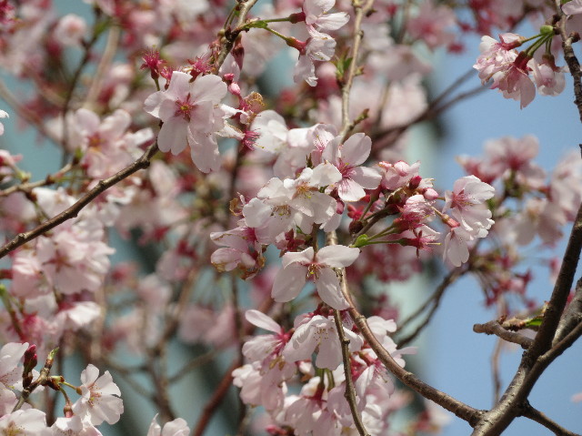 ファイル 7025-2.jpg