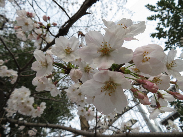 ファイル 7025-4.jpg