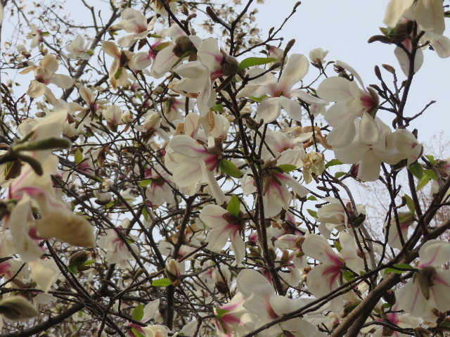 ファイル 7025-5.jpg